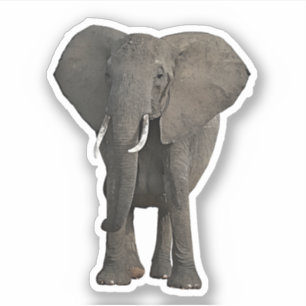 African Elephant Jungle Safari Animal wildlife Art
