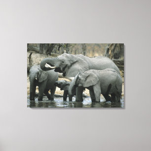 African Elephant, (Loxodonta africana), drinking Canvas Print