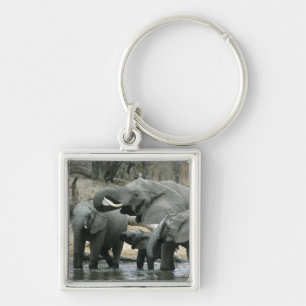 African Elephant, (Loxodonta africana), drinking Key Ring