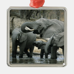 African Elephant, (Loxodonta africana), drinking Metal Tree Decoration