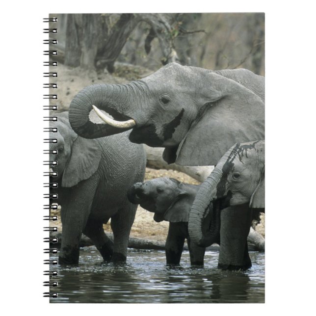 African Elephant, (Loxodonta africana), drinking Spiral Notebook (Front)