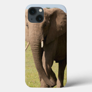 African Elephant (Loxodonta Africana), Maasai iPhone 13 Case