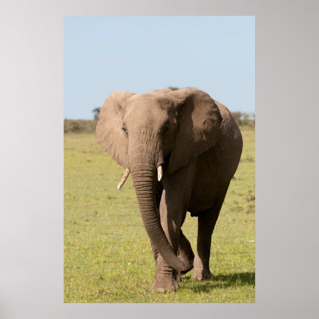 African Elephant (Loxodonta Africana), Maasai Poster (Front)