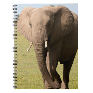 African Elephant (Loxodonta Africana), Maasai Spiral Notebook