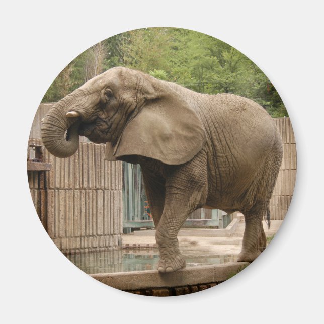 African elephant Magnet (Front)