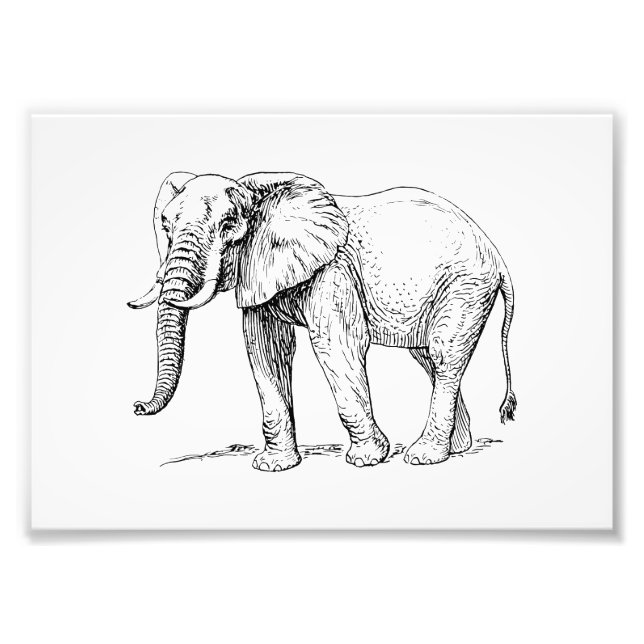 African Elephant Photo Print (Front)