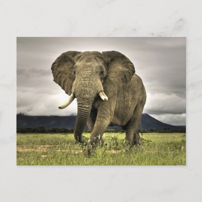 African Elephant Postcard (Front)