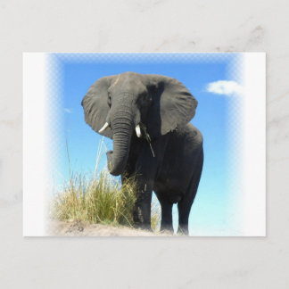 African Elephant Postcard