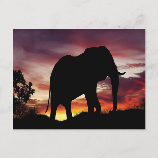 African Elephant Postcard (Front)