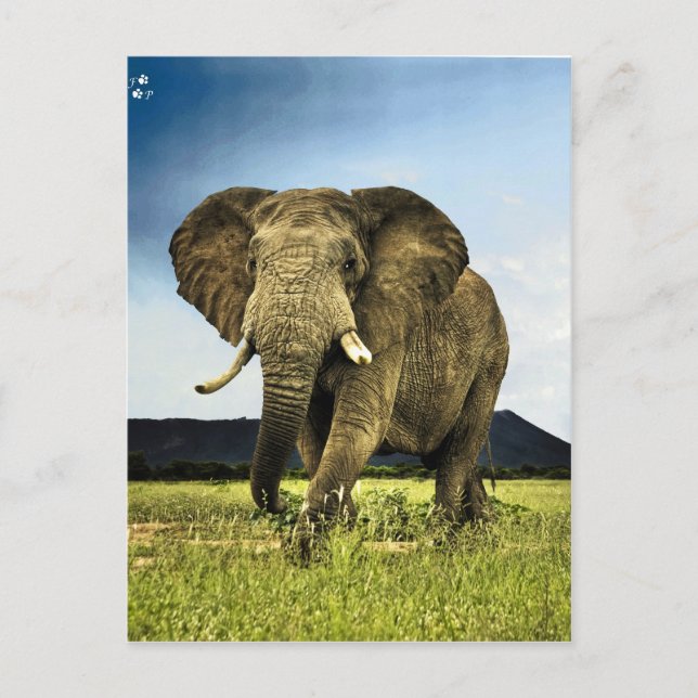 african-elephant postcard (Front)