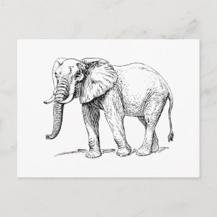 African Elephant Postcard
