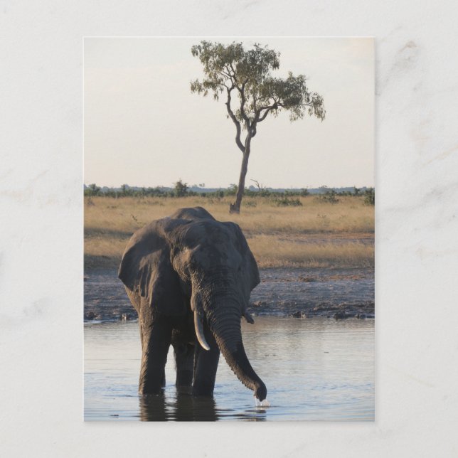 African elephant postcard (Front)