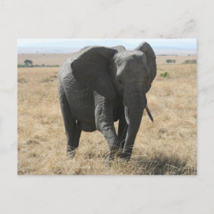 african elephant postcard