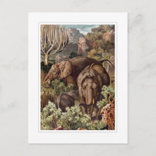 African Elephant Postcard
