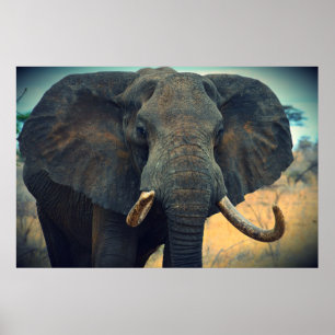 African Elephant Poster