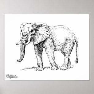 African Elephant Poster