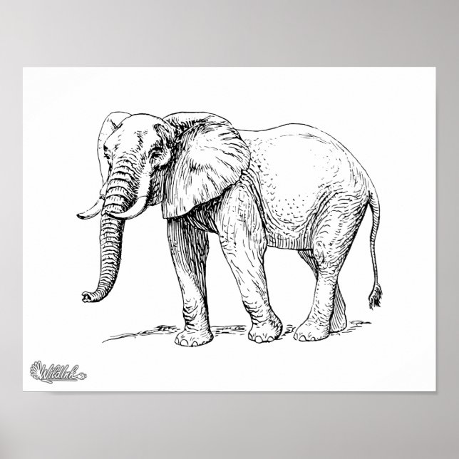 African Elephant Poster (Front)