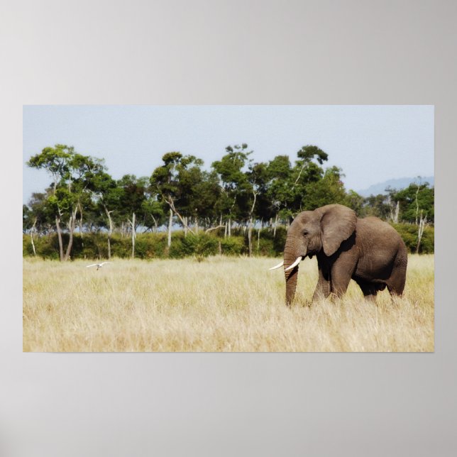 African Elephant poster print wall hanging (Front)