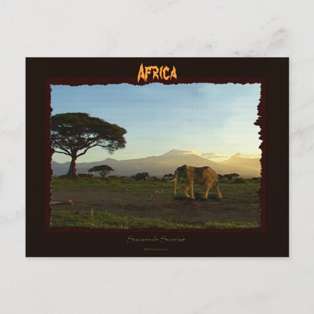 African Elephant Series Postcard (Front)