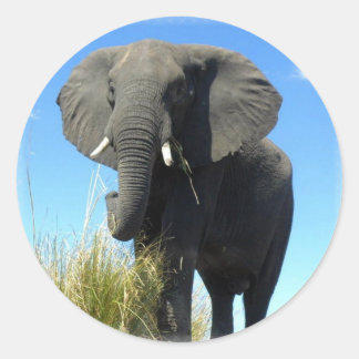 African Elephant Sticker
