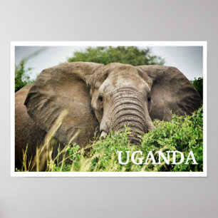 African Elephant, Uganda Poster