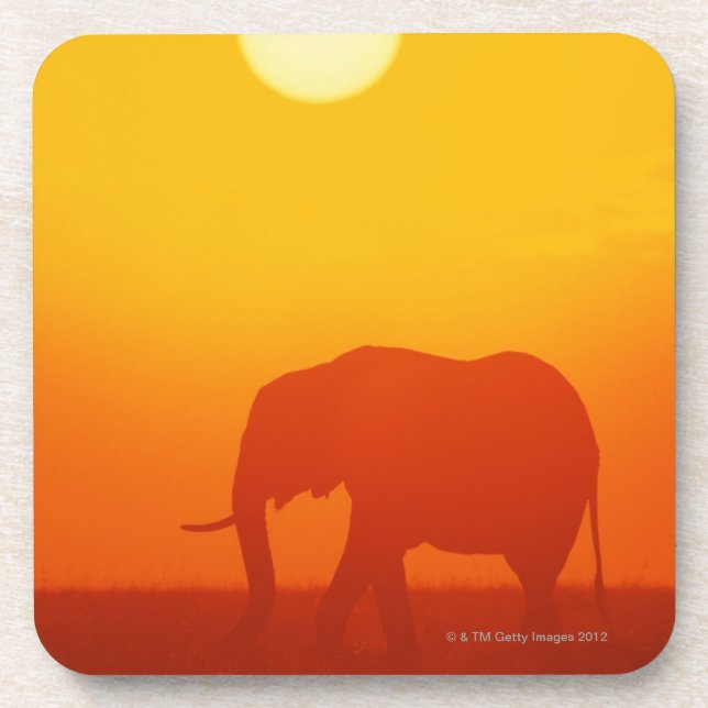 African elephant walking at sunset , Kenya Coaster (Front)