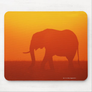 African elephant walking at sunset , Kenya , Mouse Pad