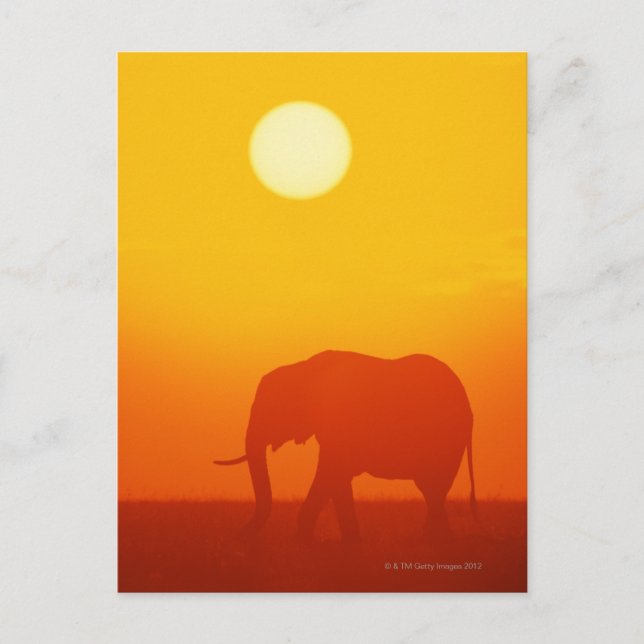 African elephant walking at sunset , Kenya , Postcard (Front)