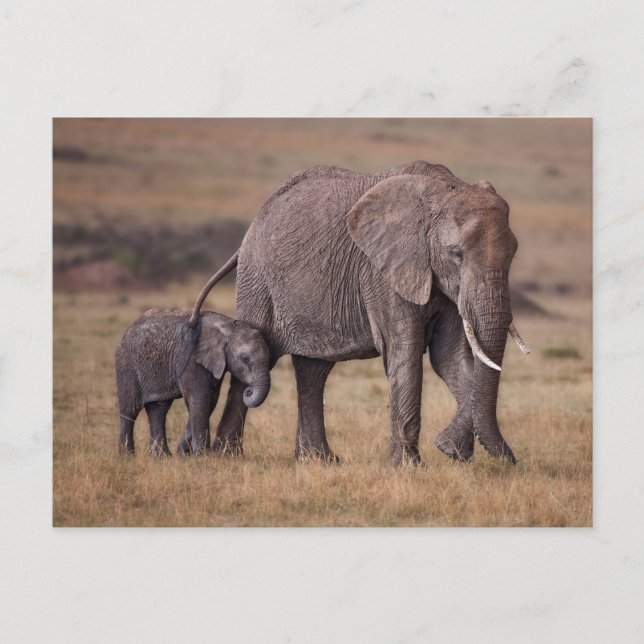 African Elephant with Baby Postcard (Front)