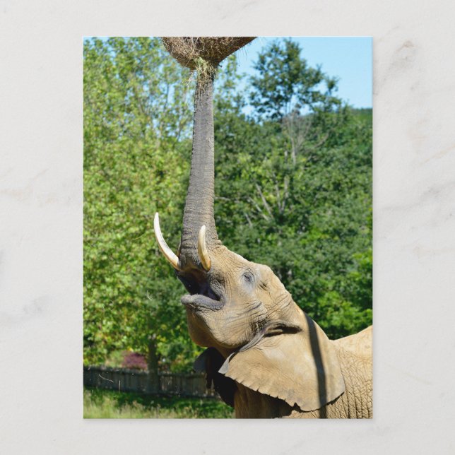 African elephant with trunk up holiday postcard (Front)