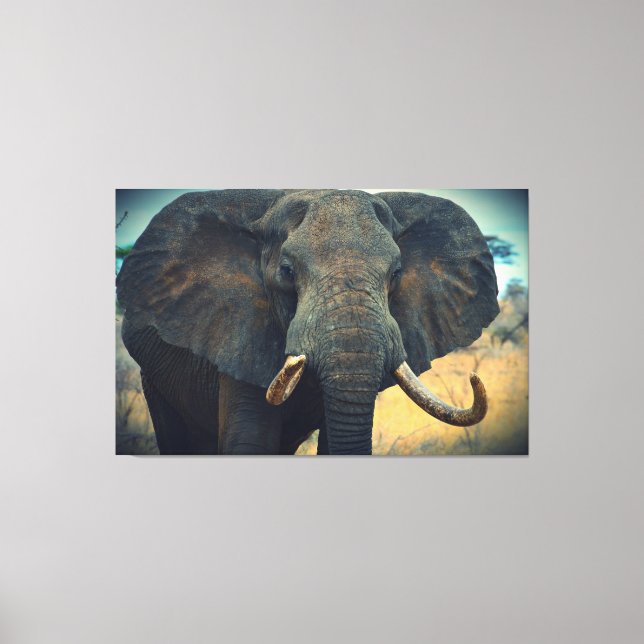 African Elephant Wrapped Canvas (Front)