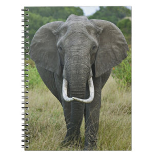 African Elephantna loxodonta, Masai Mara Game Notebook