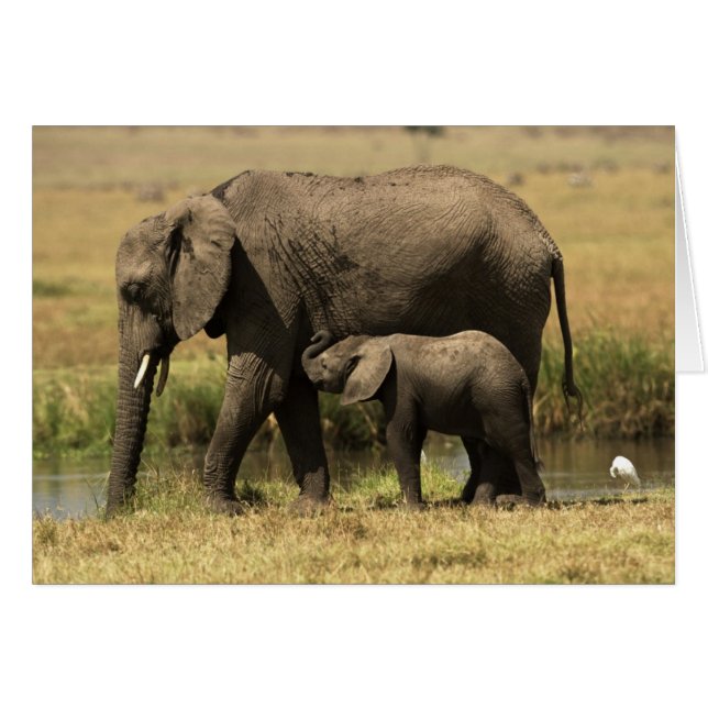 African Elephants (Front Horizontal)