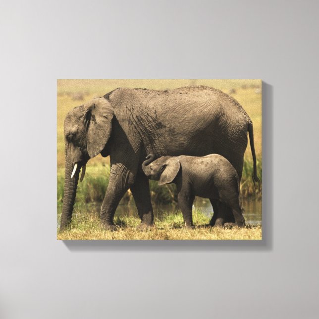 African Elephants Canvas Print (Front)