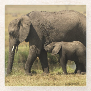 African Elephants Glass Coaster