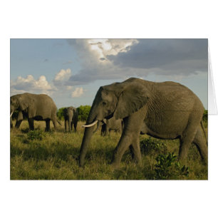African Elephants grazing, Loxodonta africana,
