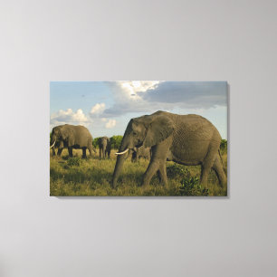 African Elephants grazing, Loxodonta africana, Canvas Print