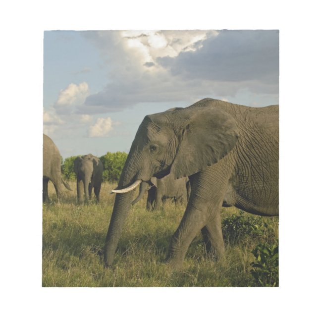 African Elephants grazing, Loxodonta africana, Notepad (Front)