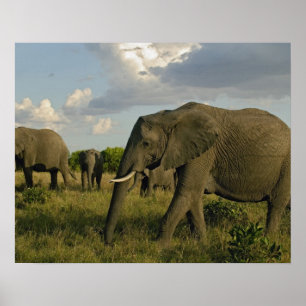 African Elephants grazing, Loxodonta africana Poster