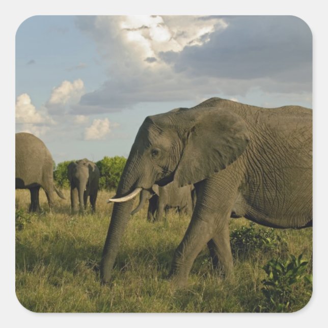 African Elephants grazing, Loxodonta africana, Square Sticker (Front)