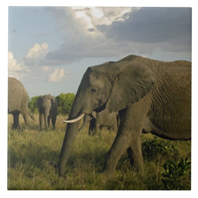 African Elephants grazing, Loxodonta africana, Tile (Front)