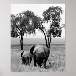 African Elephants in the Masai Mara, Kenya Poster
