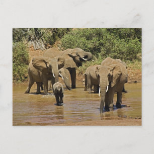 African Elephants, Loxodonta Africana, Samburu Postcard