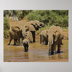 African Elephants, Loxodonta Africana, Samburu Poster