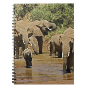 African Elephants, Loxodonta Africana, Samburu Spiral Notebook