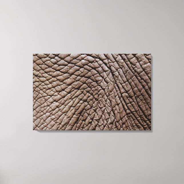 African elephant's (Loxodonta africana) skin Canvas Print (Front)