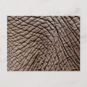 African elephant's (Loxodonta africana) skin Postcard
