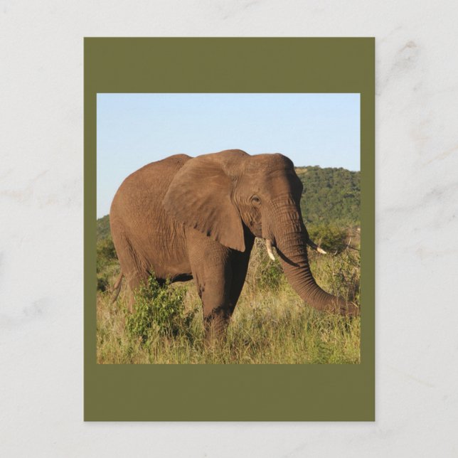 African Elephants Postcard (Front)