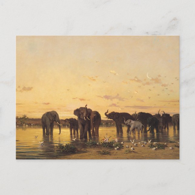 African Elephants Postcard (Front)