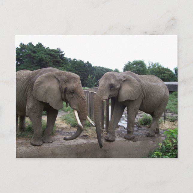 African Elephants Postcard (Front)